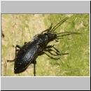 Carabus  purpurascens - Laufkaefer 01d 30mm.jpg